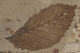 Fossil Leaves (Betula and Metasequoia) - McAbee Fossil Beds, BC #220691-1